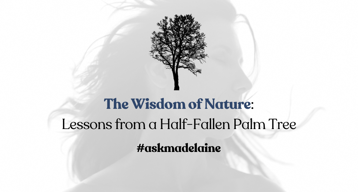 The Wisdom of Nature: Lessons from a Half-Fallen Palm Tree